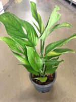 Monstera Pinnatipartita