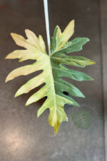 Philodendron Radiatum Variegated 1 Leaf - Image 2