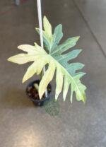 Philodendron Radiatum Variegated 1 Leaf - Image 4