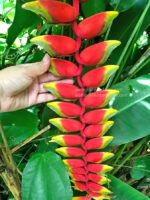 Heliconia Parrot’s beak - Image 2