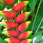 Heliconia Parrot’s beak