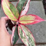 5 Plants Aglaonema Siam Aurora Variegated
