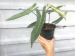 Philodendron Atapoboense