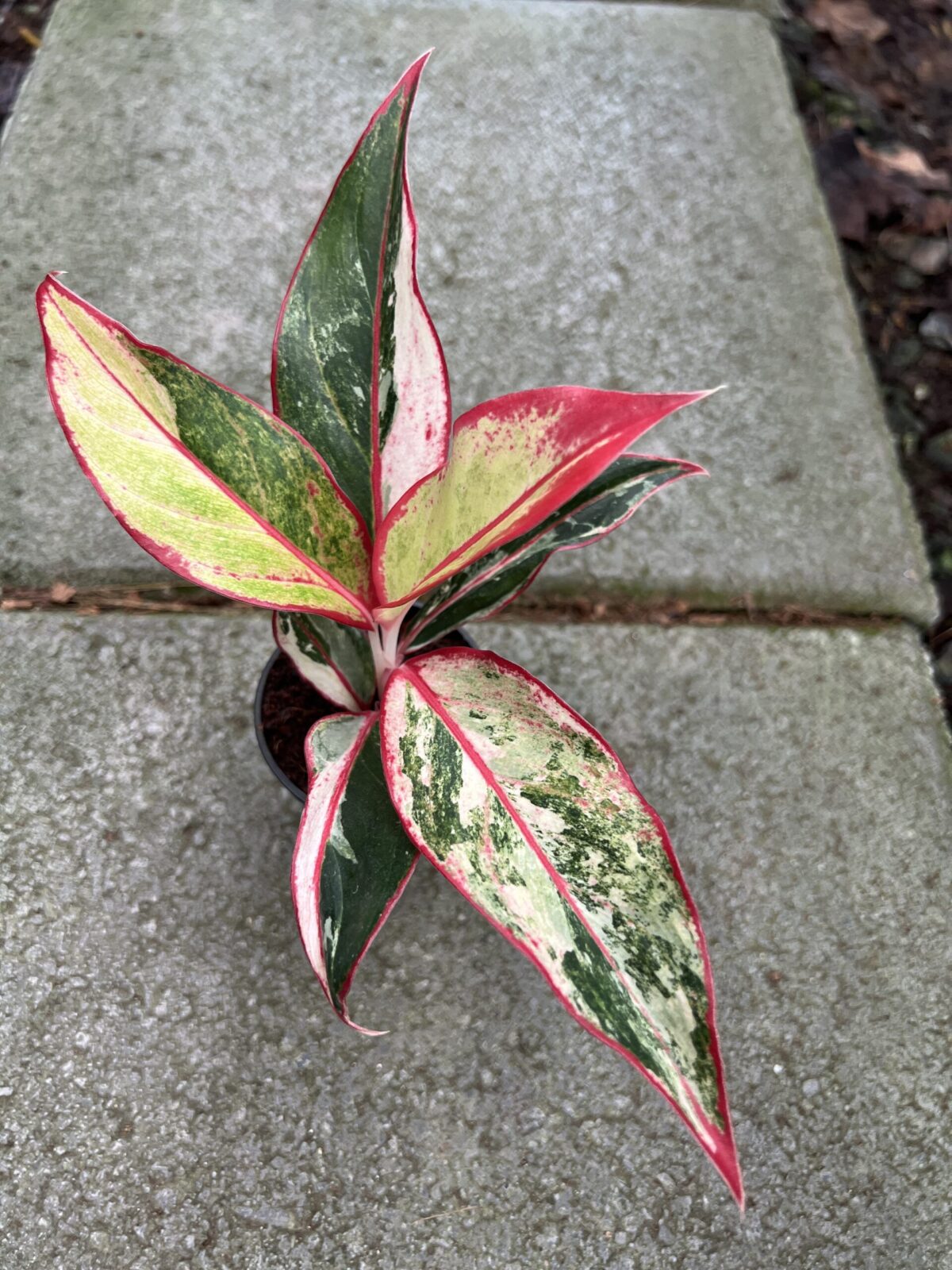 5 Plants Aglaonema Siam Aurora Variegated - Image 2