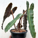 Philodendron Billietiae X Atabapoense