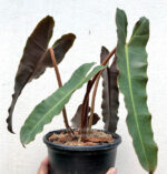 Philodendron Billietiae X Atabapoense