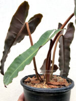 10 Plants Philodendron Florida Ghost Mint - Image 3