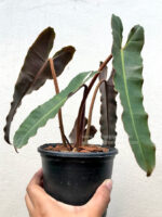 10 Plants Philodendron Florida Ghost Mint - Image 2