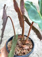 10 Plants Philodendron Florida Ghost Mint - Image 4