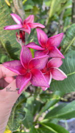 Plumeria Lucie Purple - Image 2