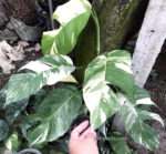 Epipremnum Pinnatum Albo Variegated Size L - Image 2