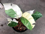 Epipremnum Pinnatum Albo Variegated Size L - Image 3