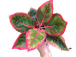AGLAONEMA  Lipstick - Image 2