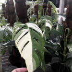 Epipremnum Pinnatum Albo Variegated Size S