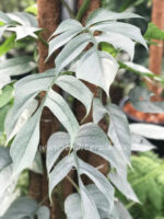 Epipremnum Cebu Blue - Image 2