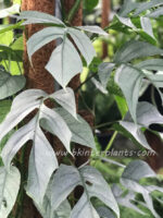 Epipremnum Cebu Blue