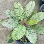 Plumeria Maya Crystal Leaf Variegated