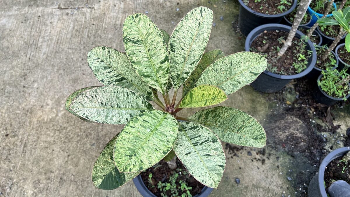 Plumeria Maya Crystal Leaf Variegated - Image 2