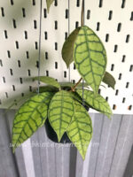 Hoya Callistophylla - Image 2