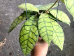 Hoya Callistophylla