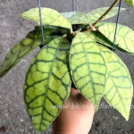 Hoya Callistophylla