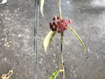 Hoya Callistophylla - Image 3