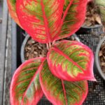 10 Plants Aglaonema Kenza or Lipstick