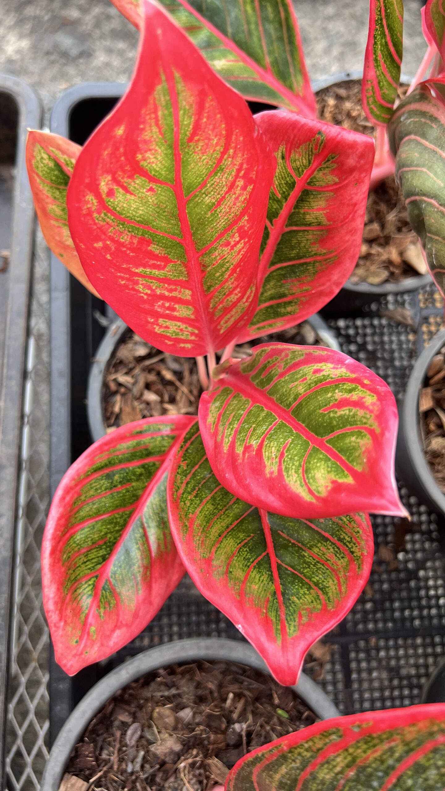 img_9585.jpg 10 Plants Aglaonema Kenza or Lipstick - Image 1