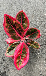 AGLAONEMA  Lipstick