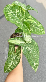 Syngonium Panda Galaxy War Variegated - Image 2