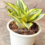 Sansevieria " Double Golden "