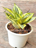 Sansevieria " Double Golden "