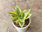 Sansevieria " Double Golden " - Image 2