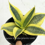 Sansevieria Trifasciata Golden Hahnii