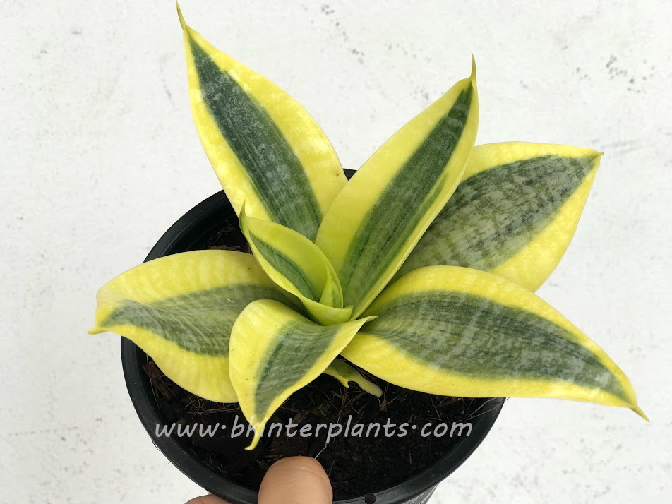 img_9708.jpg Sansevieria Trifasciata Golden Hahnii - Image 1