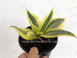 Sansevieria Trifasciata Golden Hahnii - Image 2