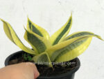 Sansevieria Trifasciata Golden Hahnii - Image 3