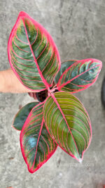 AGLAONEMA  Lipstick - Image 3