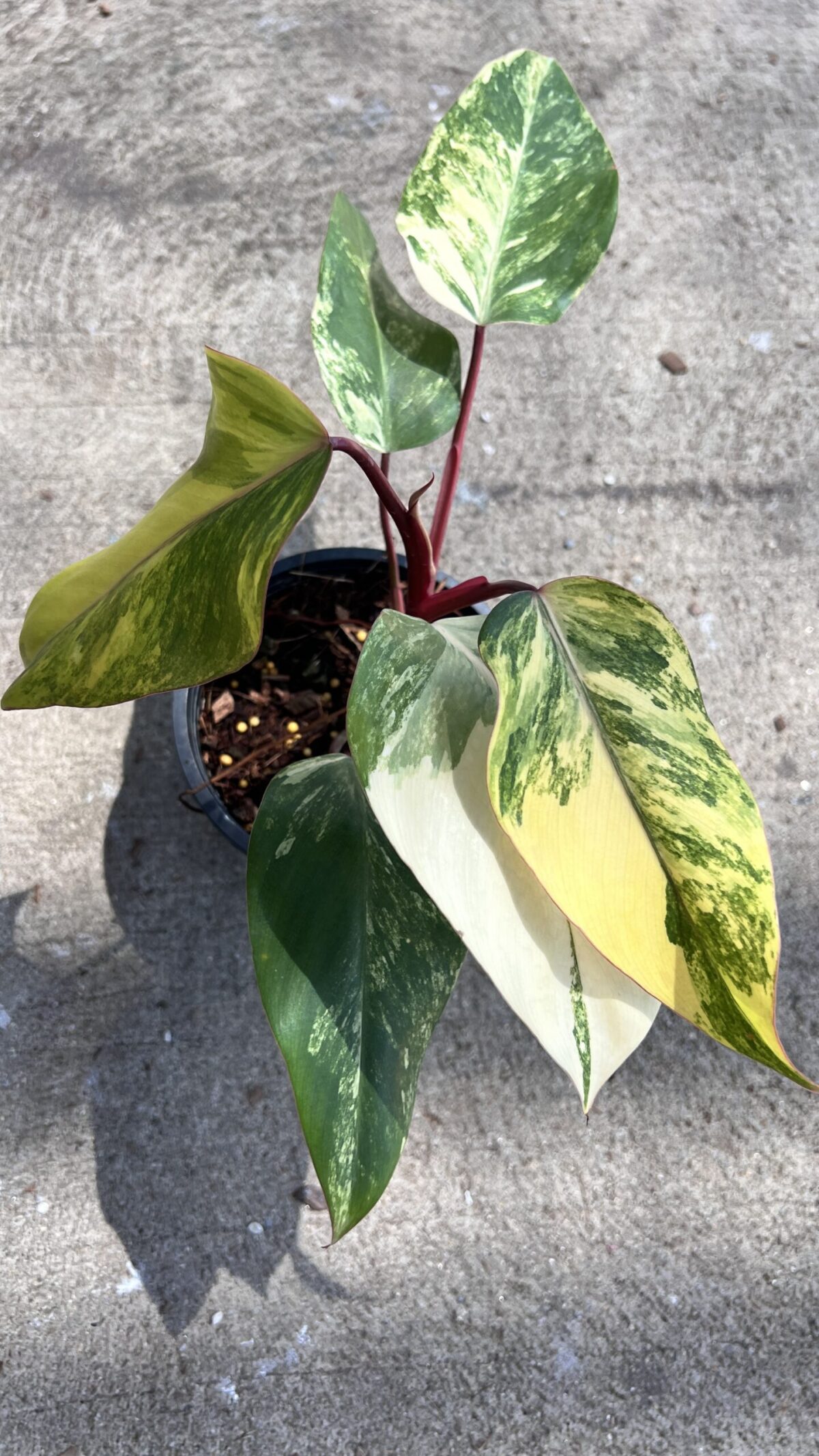 5 Plants Philodendron Strawberry Shake Variegated - Image 2