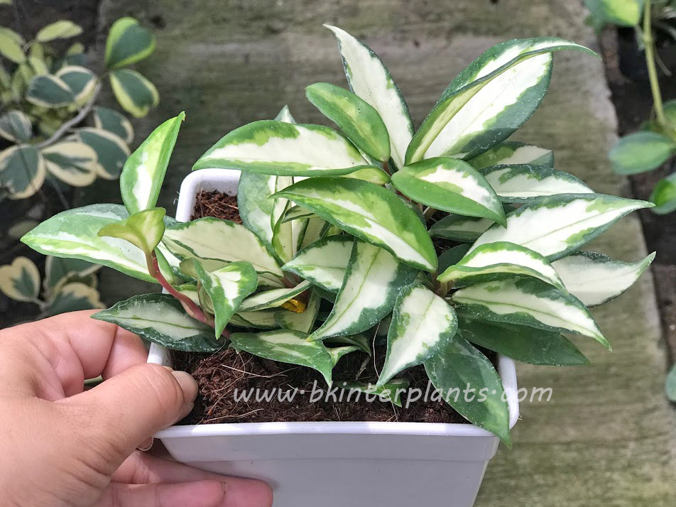 img_9801.jpg Hoya Australis Variegated - Image 1