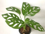 Monstera Adansonii - Image 3