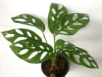 Monstera Adansonii