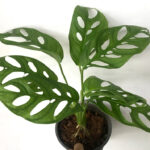 Monstera Adansonii