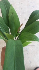 Anthurium Necktie - Image 2