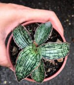 Sansevieria Hybrid "Cleopatta - Image 5