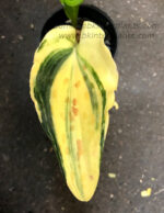 Ledebouria Maculata VARIEGATED