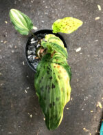 Ledebouria Maculata VARIEGATED - Image 3