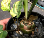 Ledebouria Maculata VARIEGATED - Image 4