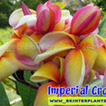Plumeria " Imperial Crown "