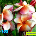 Plumeria "J105"